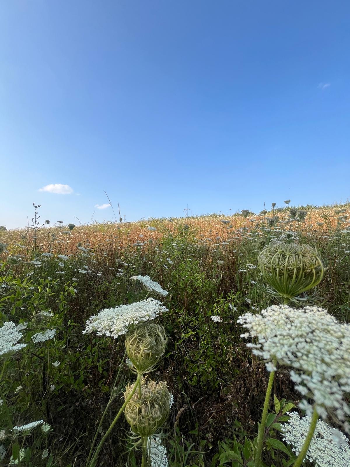 Wildflower field